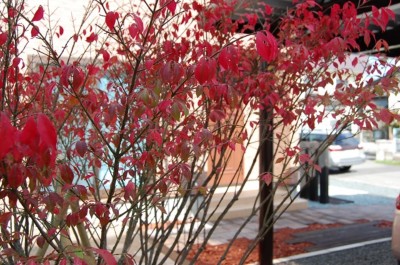 ニシキギ紅葉の葉.JPG