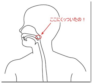 喉断面図Ａ.JPG