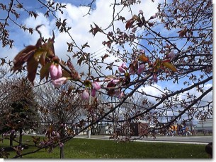 桜開花0509.jpg