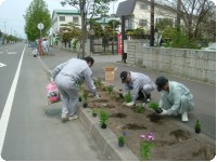 09.5.12  花壇に花の苗植え2.jpg