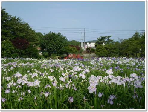 あやめ公園１