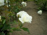 白いバラ.jpg