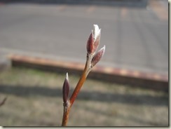 芽吹き