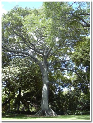 Kapok_tree_Honolulu.jpg