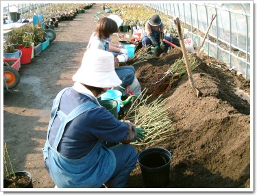 ばら植え１.jpg