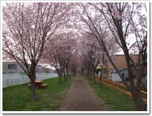 岩見沢北地区桜の名所