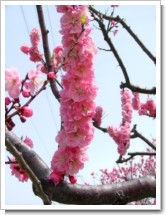 春花11(鈴なりの花)札幌平岡.jpg