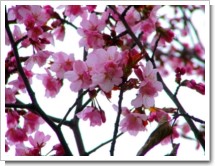 春花3(桜の香)札幌ﾓｴﾚ.jpg
