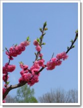 春花7(青空と赤梅)札幌平岡.jpg