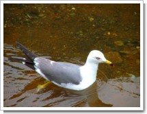 春鳥17(海鳥の川遊び)小樽.jpg