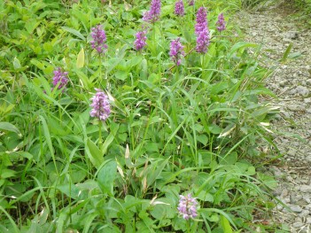 高山植物 066.jpg