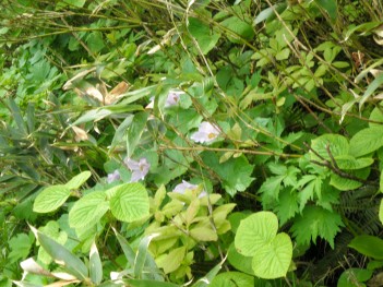 高山植物 068.jpg