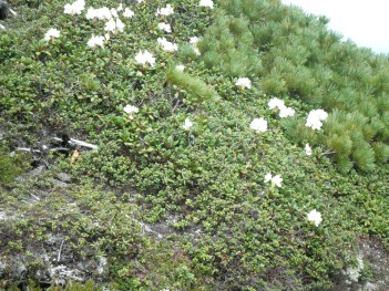 高山植物 089.jpg