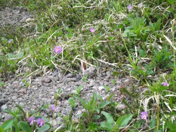 高山植物 083.jpg