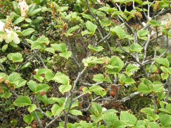 高山植物 091.jpg