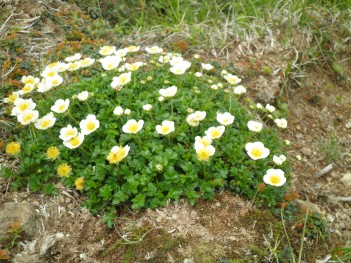 高山植物 093.jpg