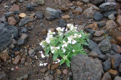 札幌山岳会 　高山植物076.jpg