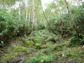 登山道 061.jpg