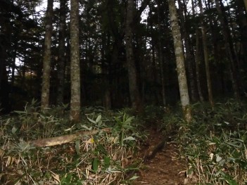 針葉樹林 003.jpg