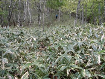林道終点 001 (16).jpg