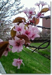 はぎぞの桜３