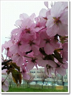 はぎぞの桜