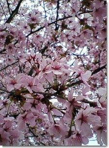はぎぞの桜４