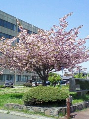 庁舎前の桜