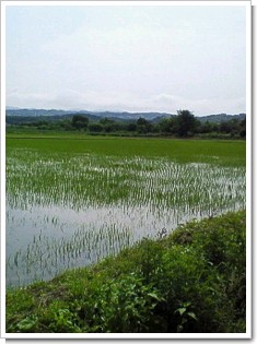 東町ー水田