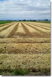 収穫後の麦畑