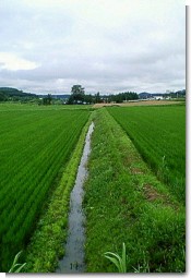 田んぼ宝水地区３