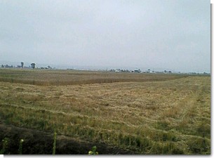 越前地区麦畑