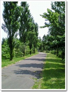 幾春別川遊歩道