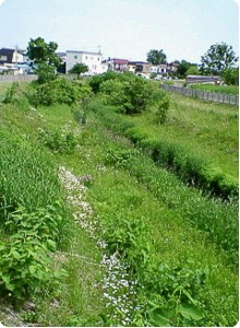 利根別川２条橋