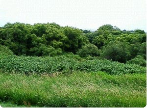 幌向川合流地点２